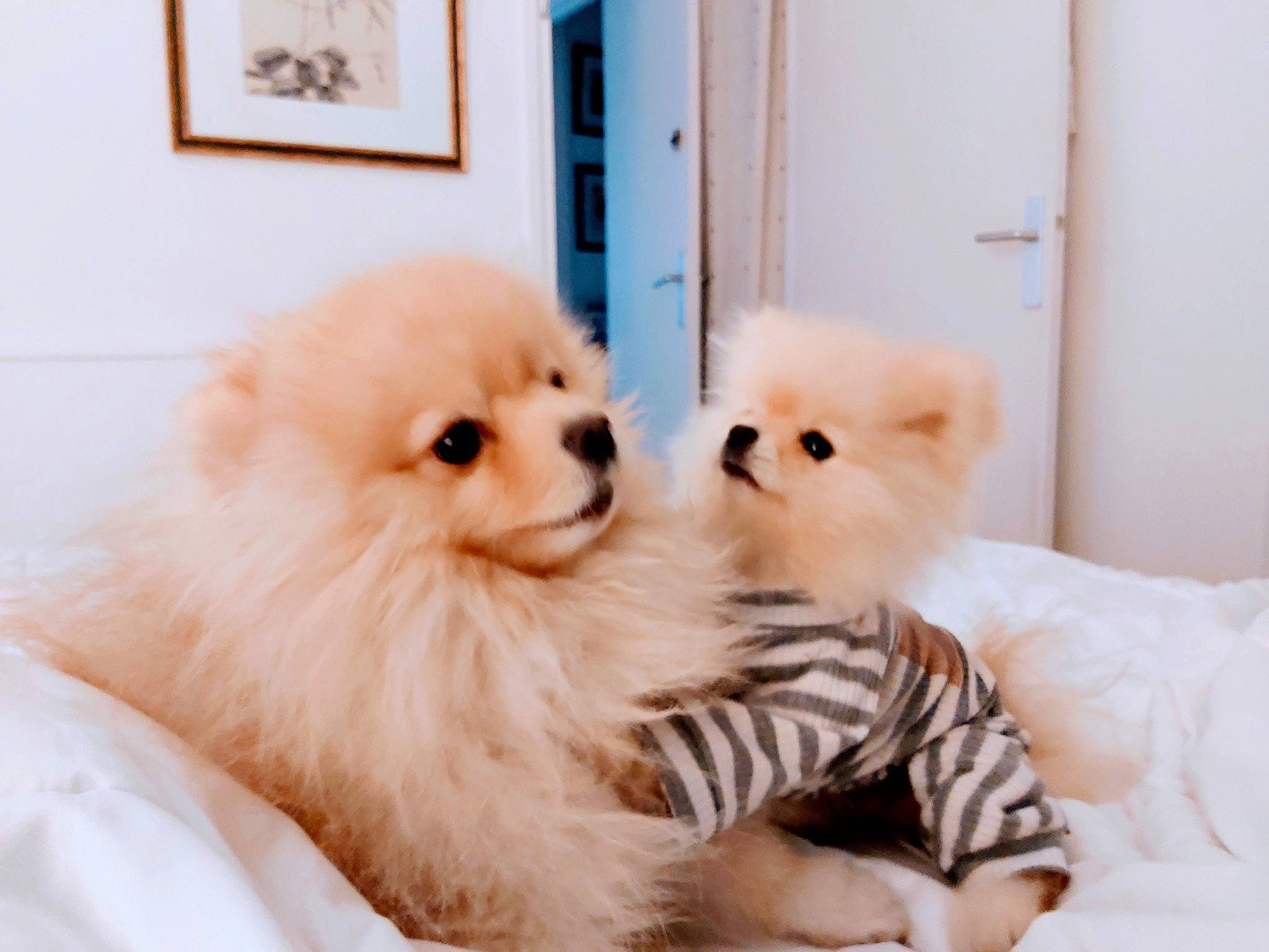 Poker Et Sunny a rejoint le concours — aidez-le/la à gagner de superbes lots ! canidae, carnivore, comfort, companion_dog, dog, dog_breed, eye, fawn, fur, german_spitz, german_spitz_klein, german_spitz_mittel, picture_frame, snout, spitz, sporting_group, toy_dog, volpino_italiano, whiskers, working_animal