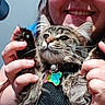 Oso is registered to the contest to win money with this photo: animal, cat, collar, cute, face, fur, hands, happy, harness, human, indoor, letters, long_hair, nose_ring, person, pet, portrait, smiling, tabby_cat, wall