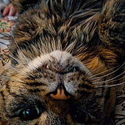 Oso is registered to the contest to win money with this photo: animal, blanket, cat, close_up, cozy, cute, domestic_cat, eyes, feline, floral_pattern, fur, indoor, lying_down, nose, pet, relaxed, sleepy, tabby_cat, upside_down, whiskers