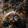 animal, blanket, cat, close_up, cozy, cute, domestic_cat, eyes, feline, floral_pattern, fur, indoor, lying_down, nose, pet, relaxed, sleepy, tabby_cat, upside_down, whiskers