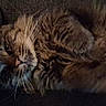 Oso joined the competition — help win amazing prizes! animal, calm, cat, closeup, companion, couch, cozy, domestic, feline, fluffy, fur, indoor, laying, pet, quiet, relaxed, resting, sleepy, soft, whiskers