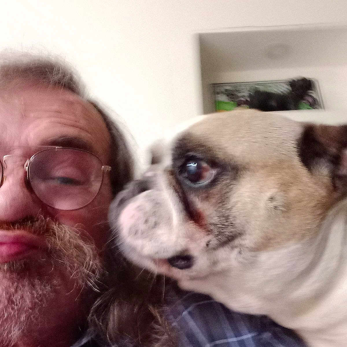 Locky a rejoint le concours — aidez-le/la à gagner de superbes lots ! accessories, adult, animal, beard, bostonbull, bulldog, canine, dog, face, frenchbulldog, glasses, head, male, man, person, pet, photography, portrait, puppy, selfie