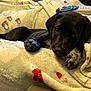 puppy, dog, black_fur, speckled_paws, blanket, remote_control, couch, indoor, cozy, relaxed, pet, animal, cute, lying_down, soft_texture, home, comfort, resting, close_up, young_dog