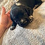 puppy, dog, black, white_markings, blanket, hand, pet, cozy, soft_texture, cute, young, animal, fur, lying_down, indoor, closeup, paw, comfort, sleepy, resting