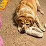 dog, carpet, slipper, plush_toy, indoor, resting, brown_dog, pet, cozy, home, floor, animal, laying_down, furry, relaxed, stuffed_animal, toy, domestic, cute, comfort