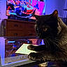 black_cat, cat, glass_table, handwritten_note, television, furniture, indoor, animal, pet, curious, whiskers, reflection, colorful_lighting, purple_light, blue_light, cozy, wooden_drawer, living_room, close_up, domestic_cat