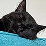 cat, black_cat, sleeping, close_up, whiskers, animal, pet, feline, face, nose, ear, cozy, relaxed, indoor, resting, soft_texture, turquoise, fabric, quiet, calm