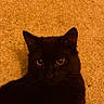 black_cat, cat, pet, animal, feline, whiskers, ears, eyes, face, fur, indoor, carpet, texture, closeup, portrait, looking, domestic_cat, cute, mammal, shadow