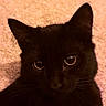 black_cat, cat, close_up, pet, animal, indoor, fur, whiskers, ears, eyes, carpet, curious, domestic_cat, mammal, portrait, feline, cozy, soft_light, watching, cute