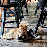 Marshmellow joined the competition — help win amazing prizes! animal, black, casual, cat, chair, cozy, flooring, furniture, indoor, laces, orange_tabby, paw, pet, relaxed, resting, shoe, sneaker, vintage, white, wooden_floor