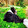 animal, border_collie, dog, flowers, forest, fur, grass, greenery, happy, leaves, nature, outdoor, panting, path, pet, relaxing, sunlight, tail, tree, woodland