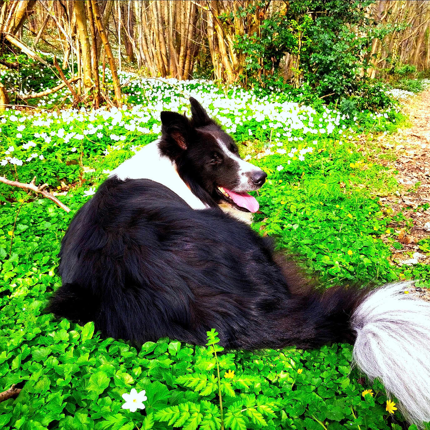 Henri Braunstein participe au concours pour gagner de l'argent avec cette photo : animal, border_collie, dog, flowers, forest, fur, grass, greenery, happy, leaves, nature, outdoor, panting, path, pet, relaxing, sunlight, tail, tree, woodland