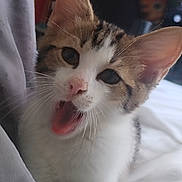 Wina a rejoint le concours — aidez-le/la à gagner de superbes lots ! animal, bed, blanket, brown, cat, close_up, cute, ears, expression, feline, fur, indoor, kitten, mouth_open, pet, soft, tabby, whiskers, white, young
