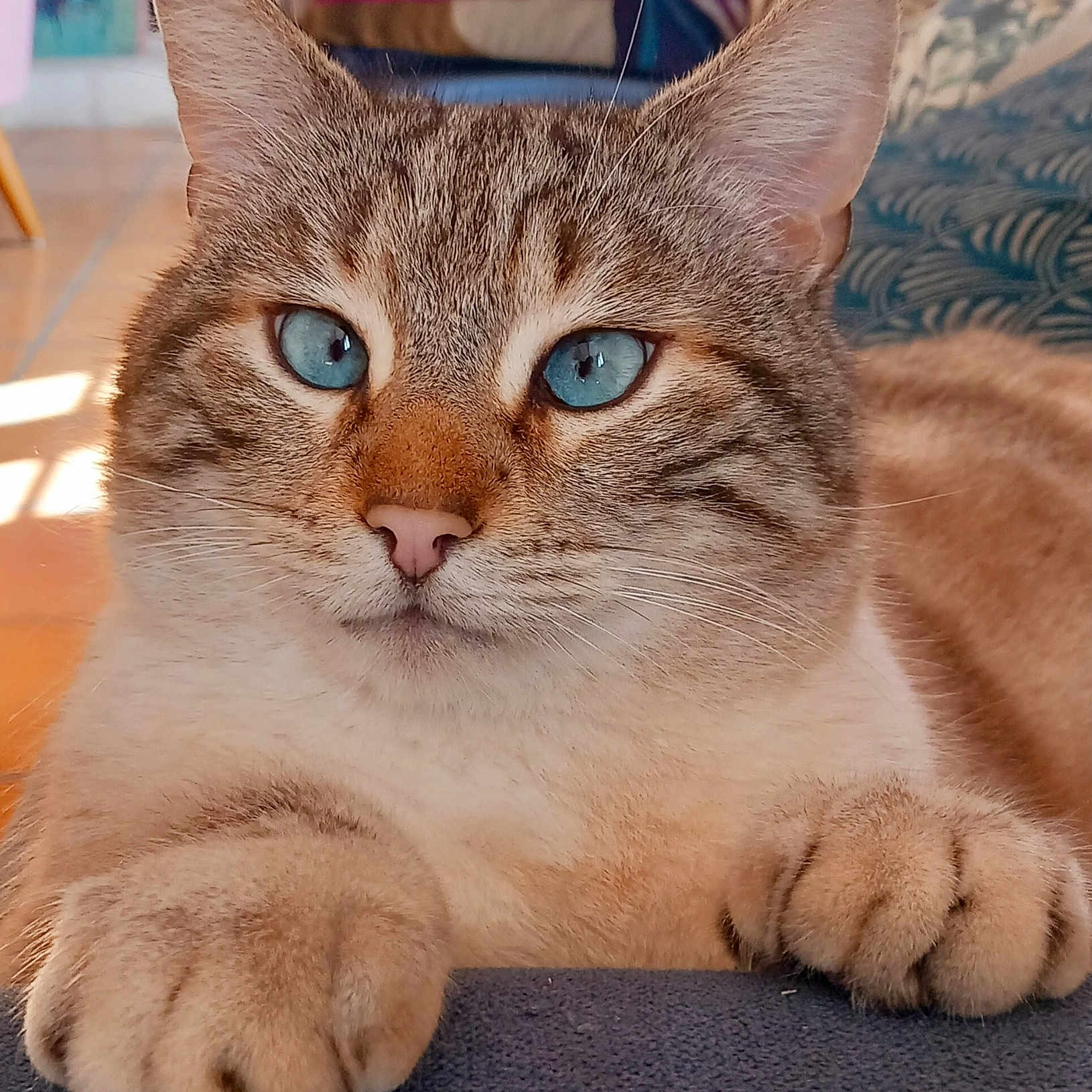 Mimi participe au concours pour gagner de l'argent avec cette photo : abyssinian, animal, architecture, building, cat, chair, couch, electronics, furniture, hardware, hardwood, indoors, kitten, livingroom, manx, person, pet, room, siamese, wood