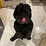 dog, black_dog, indoor, tile_floor, tongue_out, pet, cute, furry, standing, playful, animal, companion, domestic, two_dogs, shadow, floor, house, curtain, table_leg, light