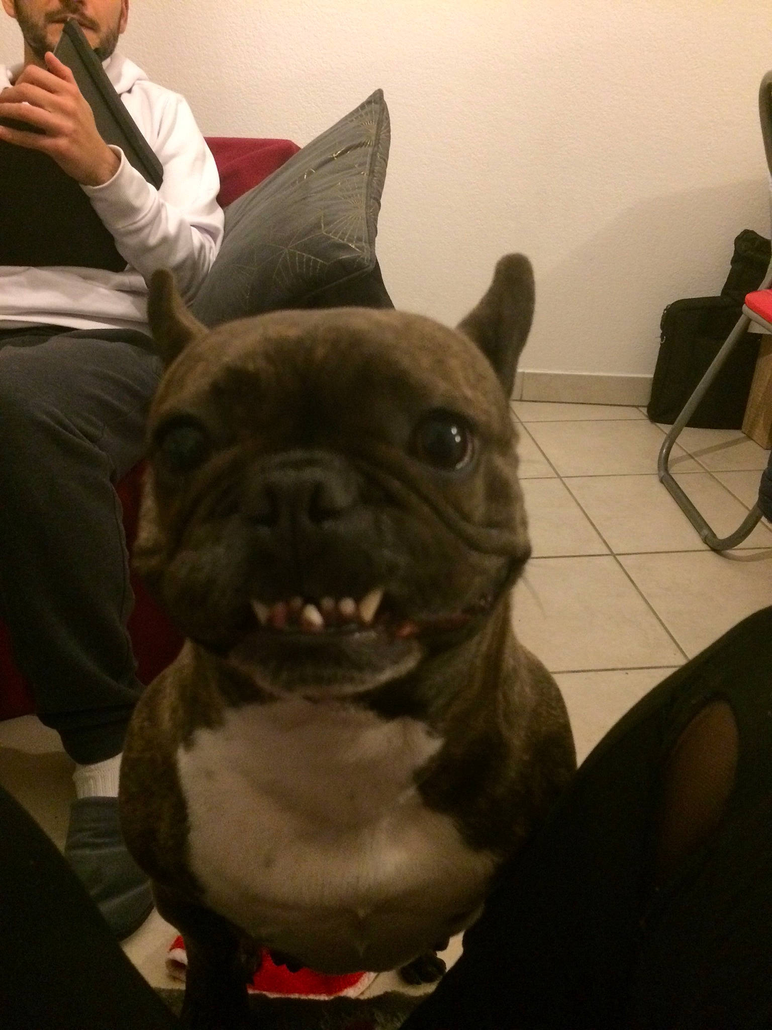 Dooky a rejoint le concours — aidez-le/la à gagner de superbes lots ! bulldog, canidae, carnivore, companion_dog, dog, dog_breed, ear, fawn, felidae, french_bulldog, fur, jaw, selfie, snout, sporting_group, terrestrial_animal, toy_dog, whiskers, working_animal, wrinkle