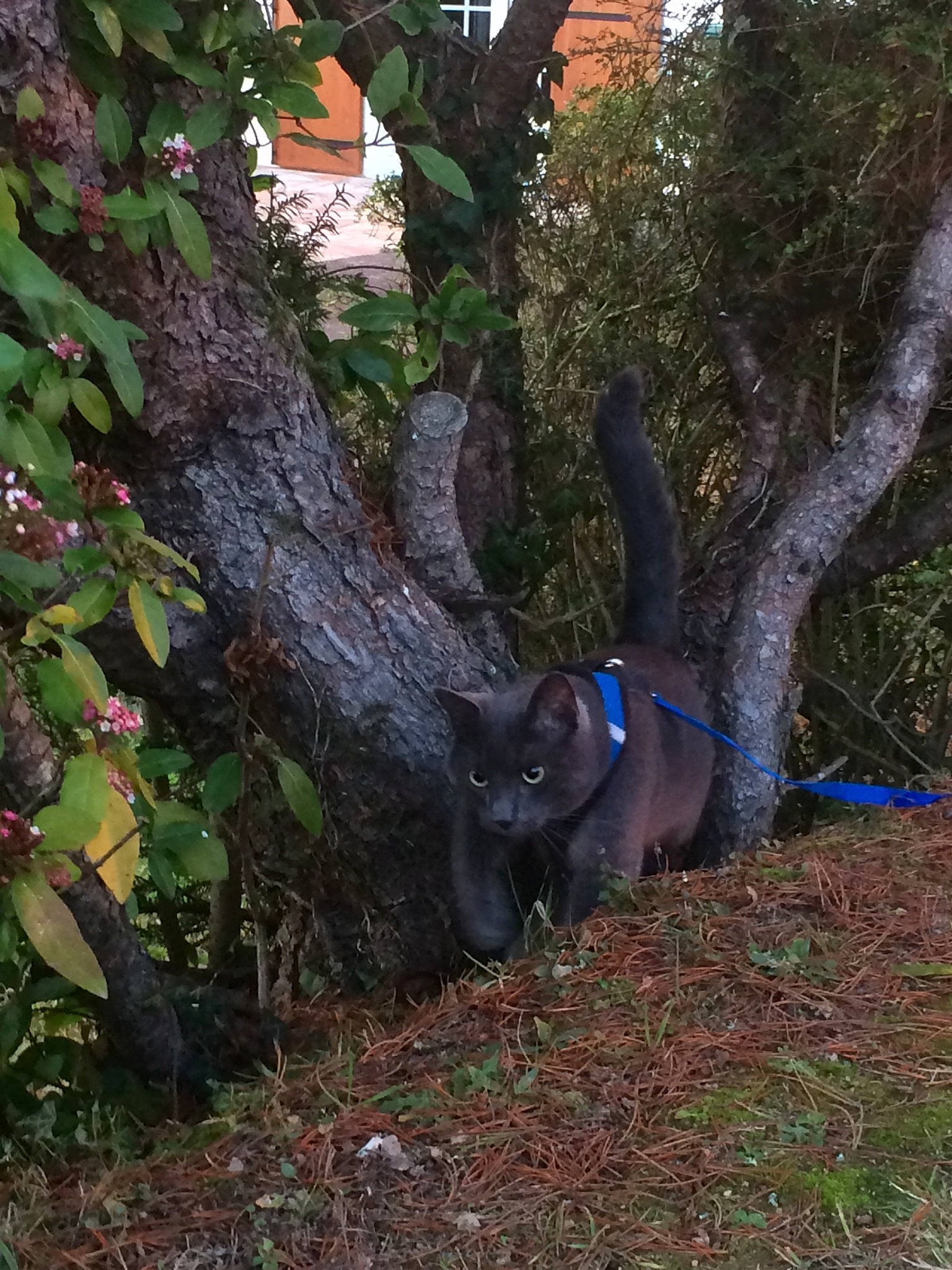 Joey a rejoint le concours — aidez-le/la à gagner de superbes lots ! branch, carnivore, dog, dog_breed, electric_blue, fawn, felidae, forest, grass, groundcover, plant, small_to_medium_sized_cats, snout, tail, terrestrial_plant, tree, trunk, twig, wood, working_animal