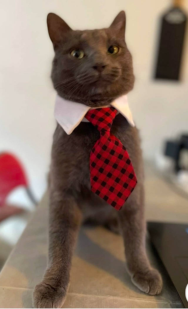 Joey participe au concours pour gagner de l'argent avec cette photo : art, bow_tie, carmine, carnivore, cat, creative_arts, domestic_short_haired_cat, fawn, felidae, fur, grey, pattern, small_to_medium_sized_cats, snout, tail, terrestrial_animal, tie, toy, whiskers, window