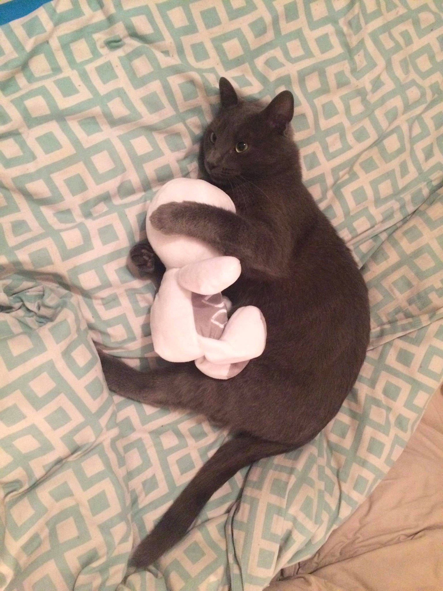 Joey a rejoint le concours — aidez-le/la à gagner de superbes lots ! black_cat, bombay, canidae, carnivore, cat, comfort, dog_breed, domestic_short_haired_cat, ear, fawn, felidae, flooring, fur, grey, human_leg, linens, small_to_medium_sized_cats, snout, tail, whiskers