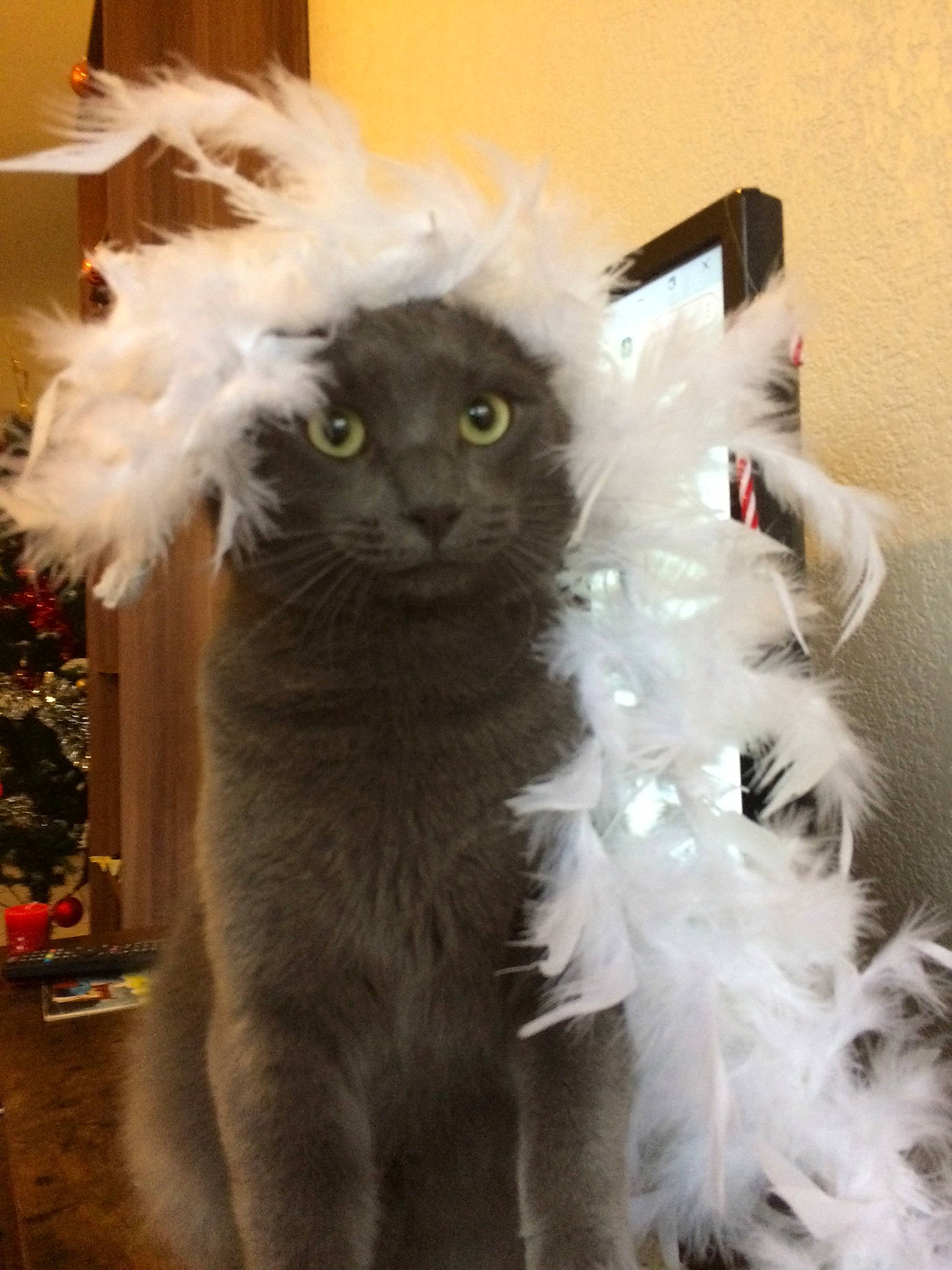 Joey participe au concours pour gagner de l'argent avec cette photo : art, british_longhair, carnivore, cat, domestic_short_haired_cat, event, eye, fashion_accessory, fawn, felidae, fur, paw, small_to_medium_sized_cats, snout, tail, whiskers