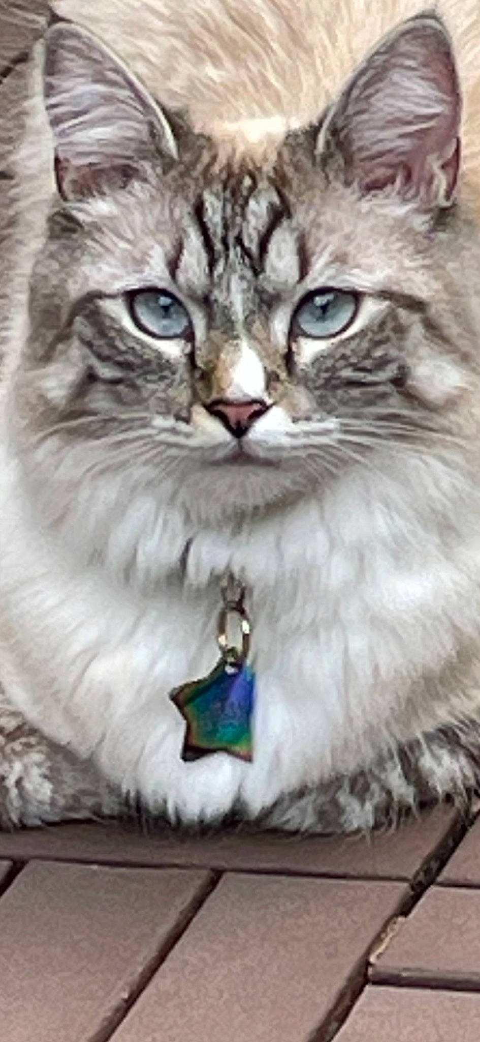 Nugget joined the competition — help win amazing prizes! carnivore, cat, cat_supply, claw, domestic_short_haired_cat, felidae, fur, paw, photo_caption, photography, small_to_medium_sized_cats, snout, terrestrial_animal, whiskers, wildlife