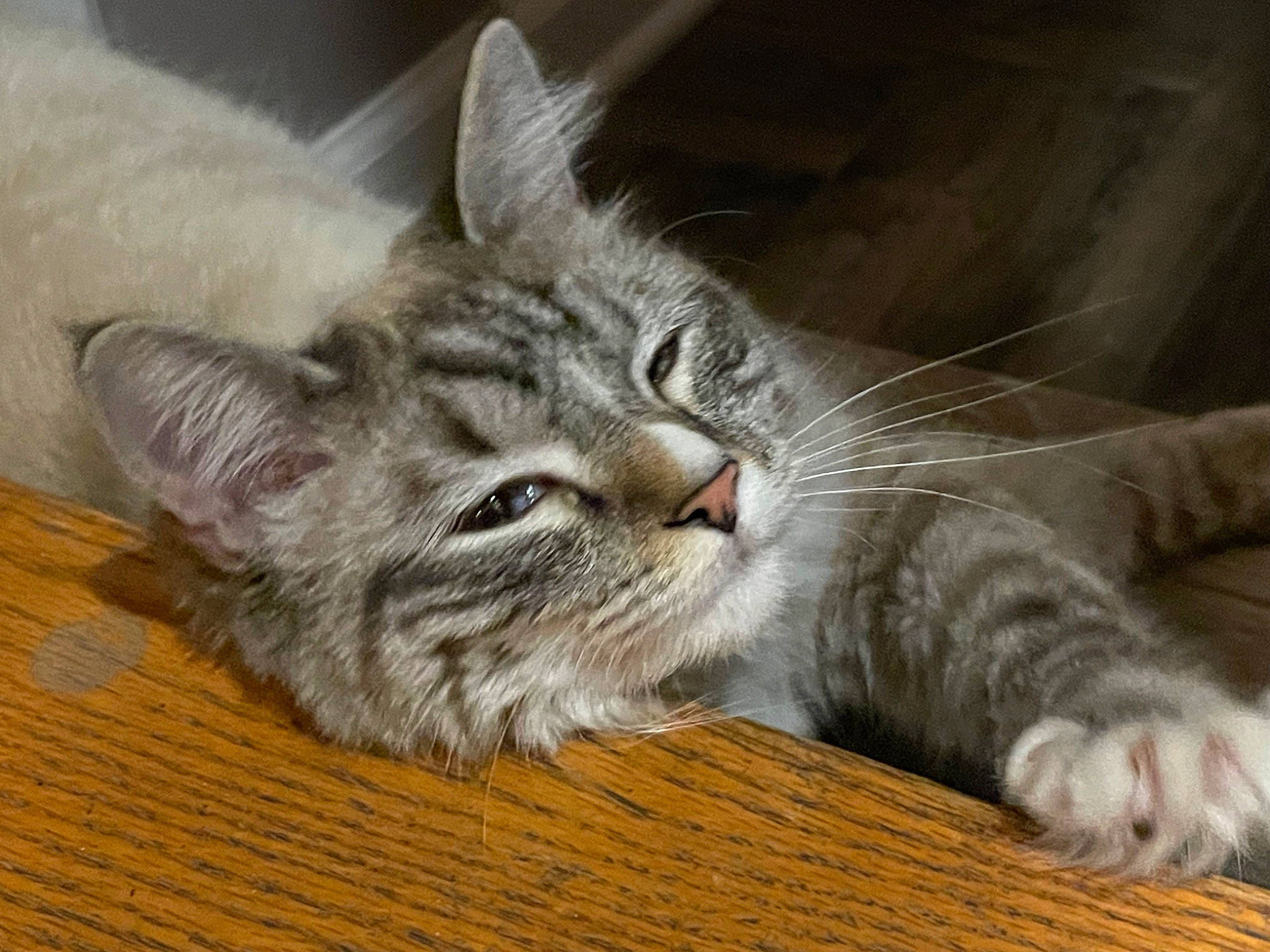 Nugget joined the competition — help win amazing prizes! carnivore, cat, claw, comfort, domestic_short_haired_cat, felidae, fur, paw, small_to_medium_sized_cats, snout, terrestrial_animal, whiskers, wood