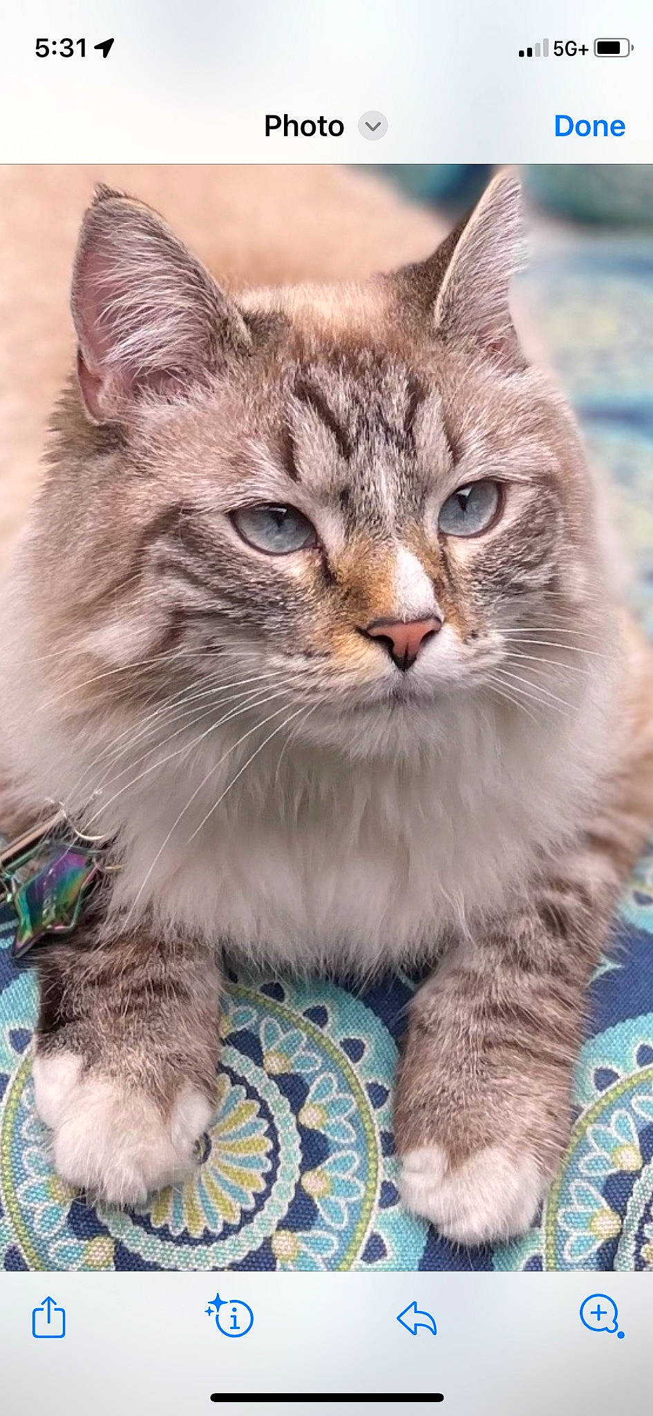 Nugget joined the competition — help win amazing prizes! carnivore, cat, claw, domestic_short_haired_cat, fawn, felidae, fur, grass, paw, photo_caption, sitting, small_to_medium_sized_cats, snout, tail, terrestrial_animal, tree, whiskers, wildlife