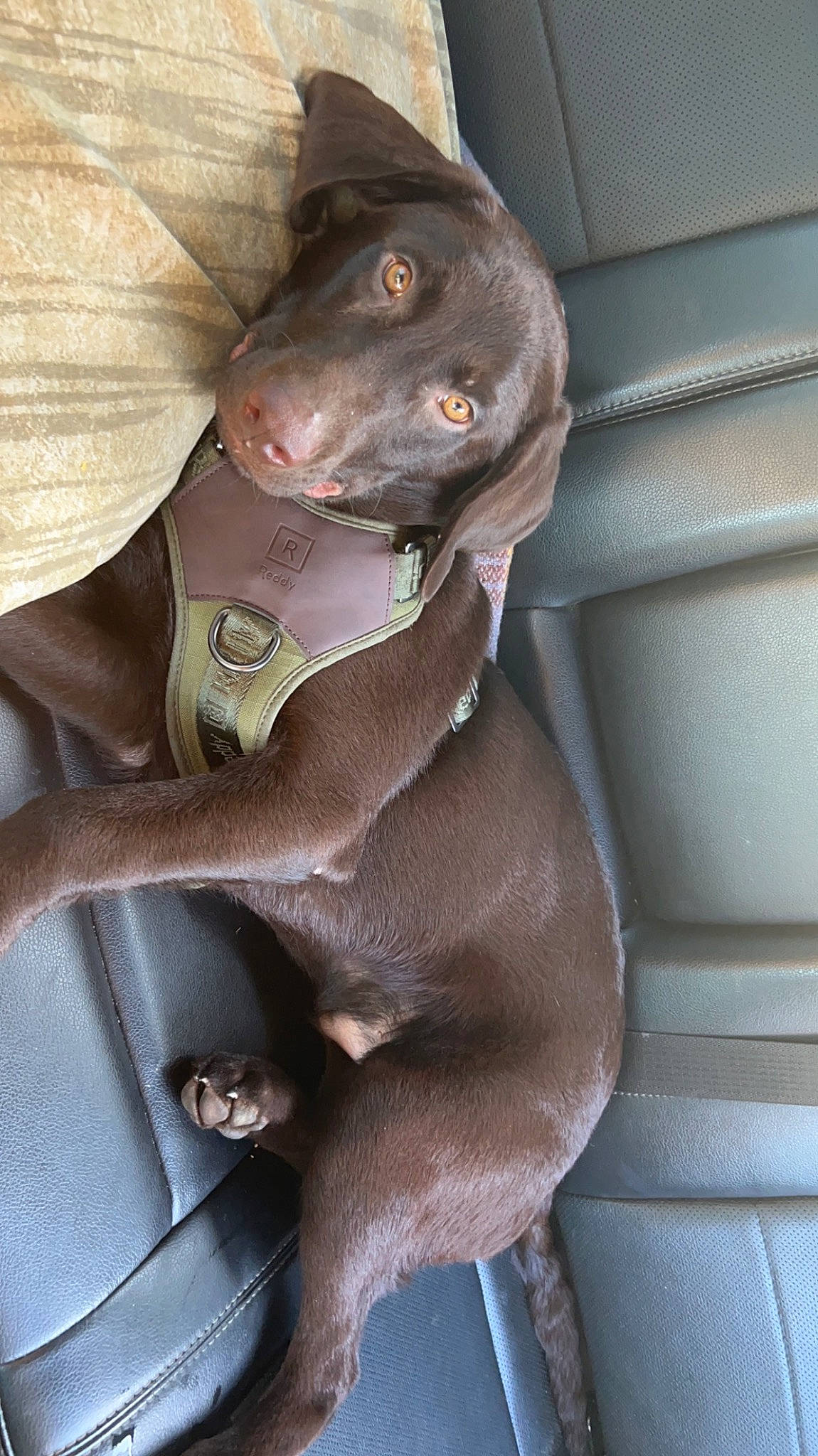 Buck joined the competition — help win amazing prizes! borador, canidae, carnivore, collar, comfort, companion_dog, dog, dog_breed, dog_collar, dog_supply, fawn, grey, gun_dog, hunting_dog, liver, non_sporting_group, snout, sporting_group, whiskers, working_animal