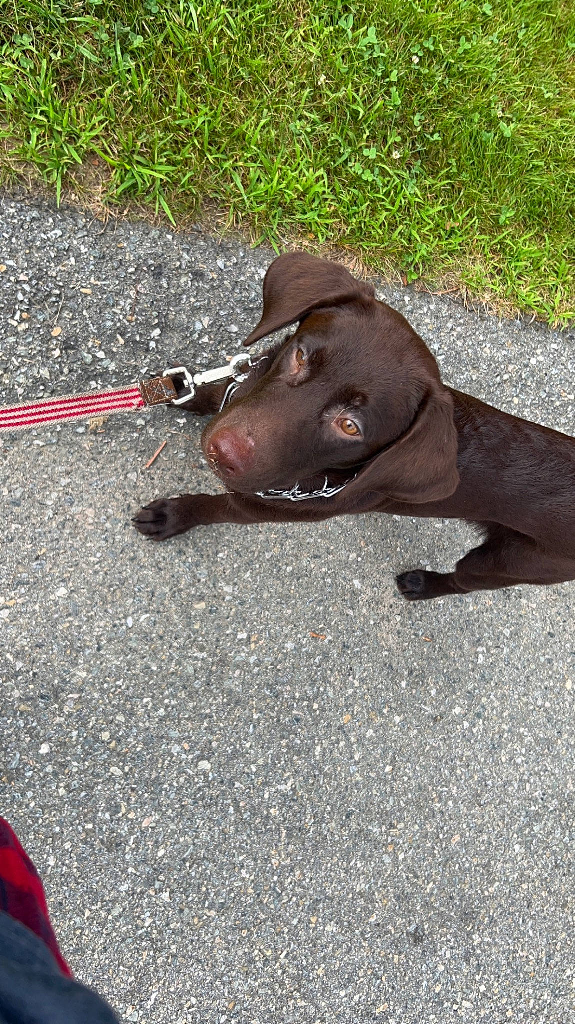 Buck is registered to the contest to win money with this photo: asphalt, carmine, claw, concrete, curb, fashion_accessory, flooring, grass, leash, road, road_surface, shadow, sidewalk, sporting_group, tail, tar, terrestrial_animal, working_animal