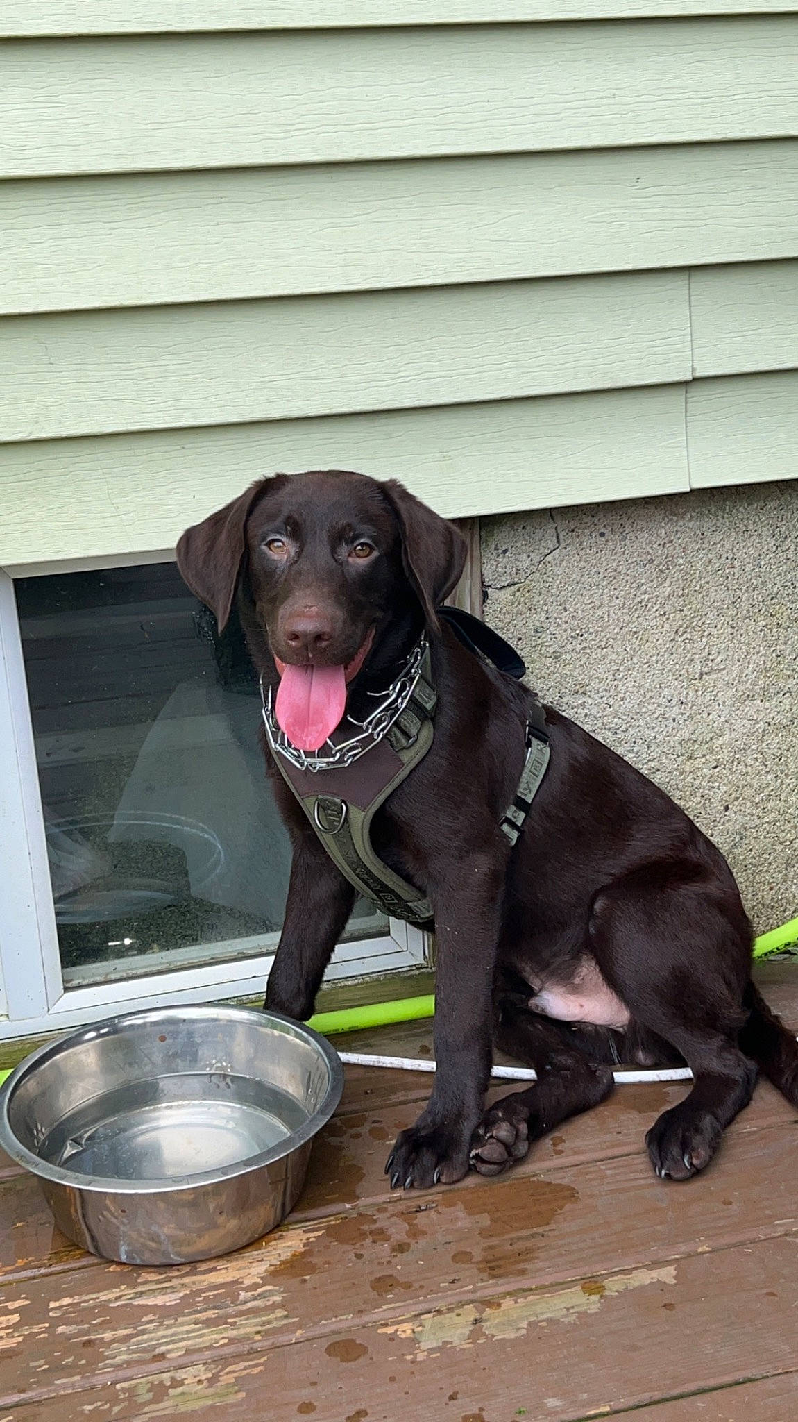 Buck joined the competition — help win amazing prizes! borador, canidae, carnivore, collar, companion_dog, dog, dog_breed, dog_collar, dog_supply, gun_dog, hunting_dog, labrador_retriever, leash, liver, pet_supply, retriever, snout, sporting_group, tail, working_animal