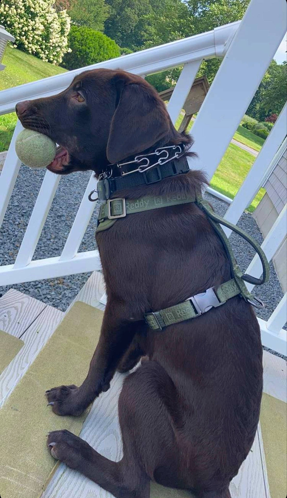 Buck joined the competition — help win amazing prizes! borador, canidae, carnivore, collar, companion_dog, dog, dog_breed, dog_collar, dog_supply, fashion_accessory, fawn, gun_dog, leash, liver, pet_supply, plant, snout, sporting_group, tail, working_animal