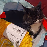Oreo joined the competition — help win amazing prizes! animal, black_and_white_cat, cat, close_up, colorful, cozy, curious_cat, domestic_cat, fabric, household_item, indoor, pet, red_handle, relaxed, resting_cat, soft_texture, tote_bag, whiskers, yarn, yellow_yarn