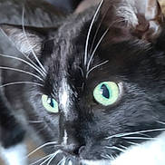 Smokey is registered to the contest to win money with this photo: cat, black_and_white, green_eyes, whiskers, close_up, pet, animal, feline, curious, indoor, fur, portrait, mammal, cute, domestic, face, nose, ears, focus, blurred_background