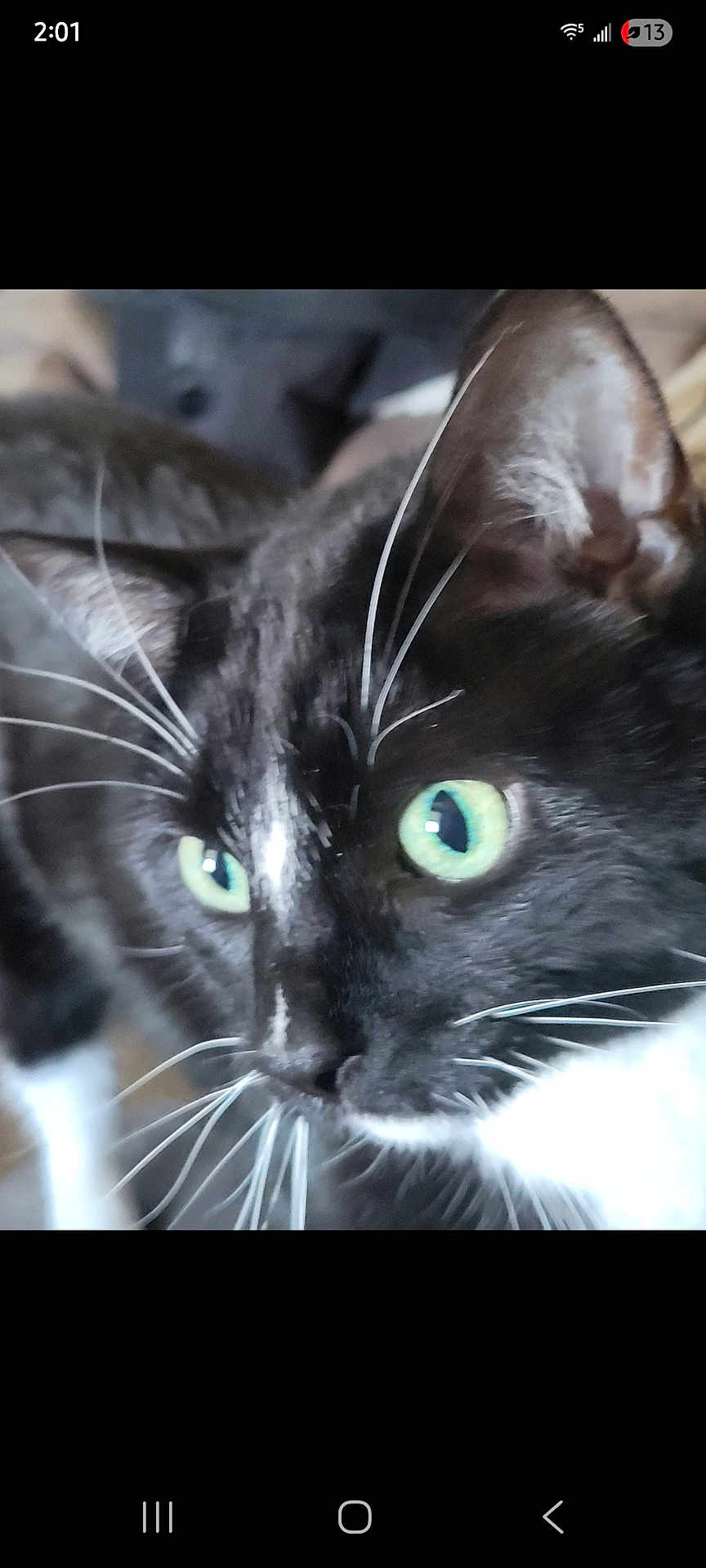 Smokey is registered to the contest to win money with this photo: cat, black_and_white, green_eyes, whiskers, close_up, pet, animal, feline, curious, indoor, fur, portrait, mammal, cute, domestic, face, nose, ears, focus, blurred_background