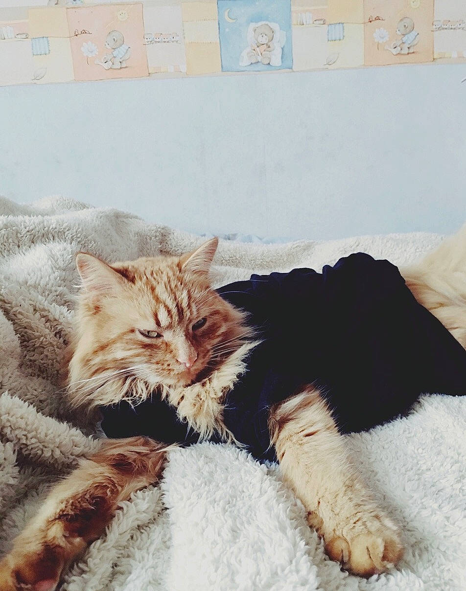 Larry a rejoint le concours — aidez-le/la à gagner de superbes lots ! bed, carnivore, cat, comfort, ear, eye, felidae, fur, kitten, leg, maine_coon, nap, nose, paw, room, sleep, small_to_medium_sized_cats, tabby_cat, textile, whiskers