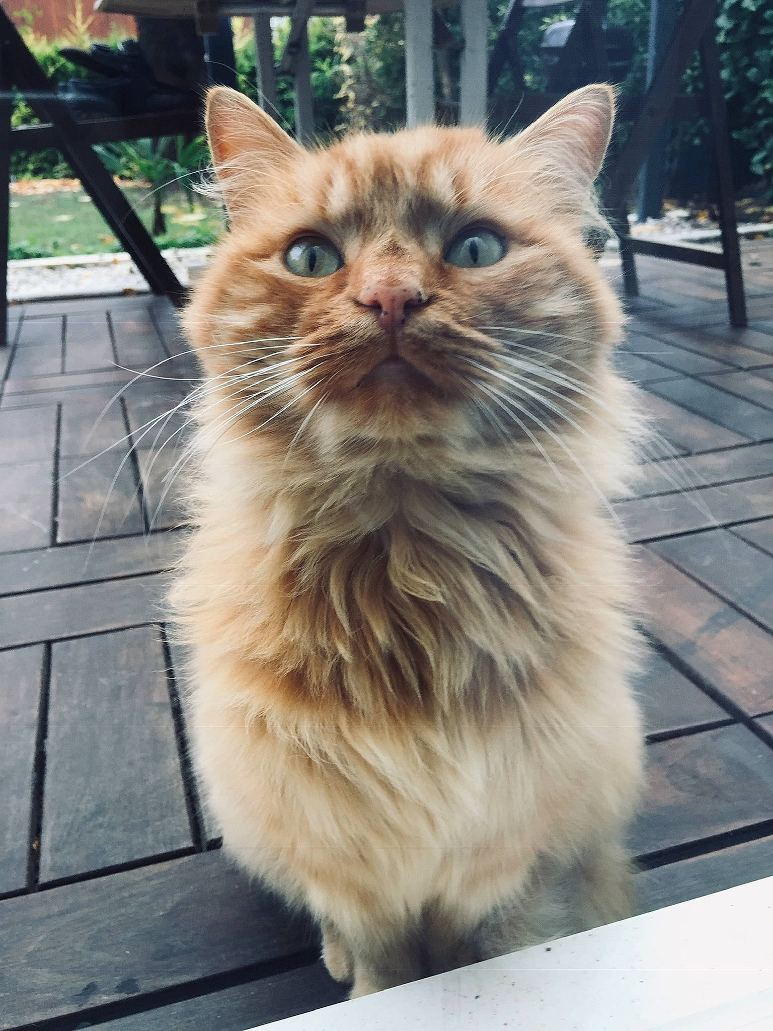 Larry a rejoint le concours — aidez-le/la à gagner de superbes lots ! aegean_cat, asian, asian_semi_longhair, british_semi_longhair, carnivore, cat, cymric, domestic_long_haired_cat, european_shorthair, fawn, felidae, kitten, mammal, siberian, small_to_medium_sized_cats, snapshot, snout, tabby_cat, vertebrate, whiskers