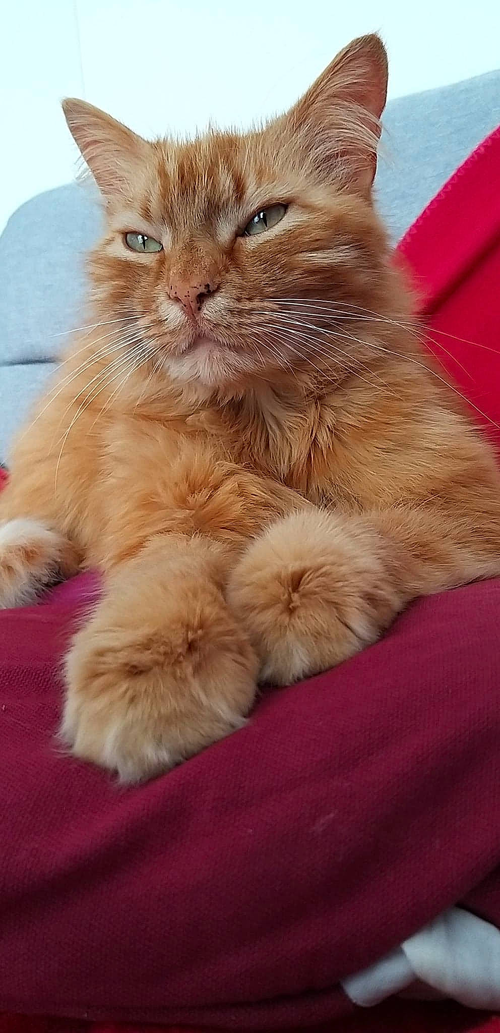 Larry participe au concours pour gagner de l'argent avec cette photo : asian, british_semi_longhair, carnivore, cat, domestic_long_haired_cat, domestic_short_haired_cat, european_shorthair, fawn, felidae, fur, kitten, maine_coon, mammal, persian, polydactyl_cat, small_to_medium_sized_cats, snout, tabby_cat, vertebrate, whiskers