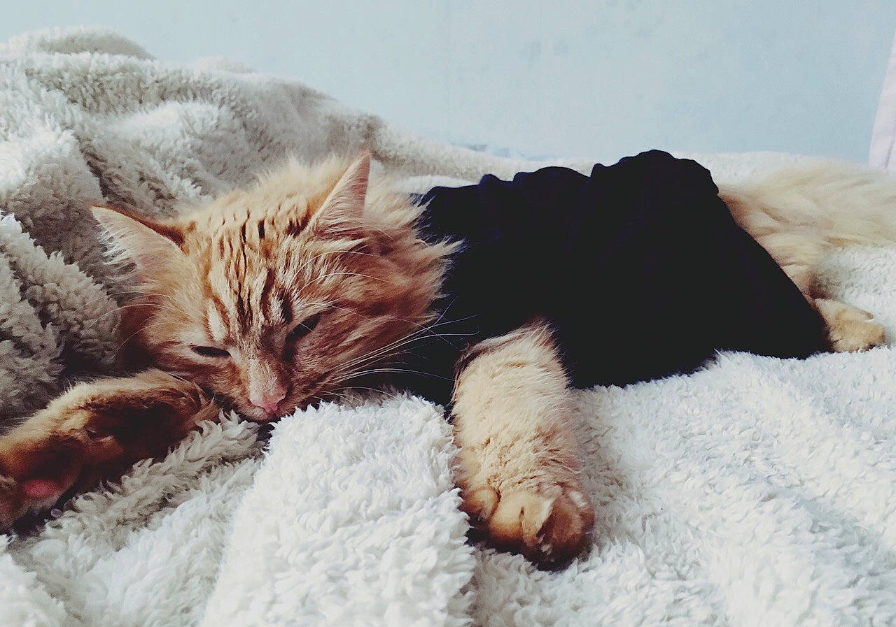 Larry participe au concours pour gagner de l'argent avec cette photo : carnivore, cat, claw, dragon_li, eye, felidae, fur, kitten, leg, nap, nose, paw, polydactyl_cat, sleep, small_to_medium_sized_cats, snow, tabby_cat, tail, whiskers, winter