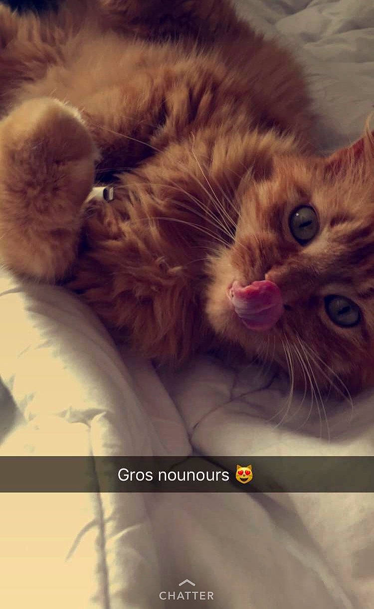 Larry participe au concours pour gagner de l'argent avec cette photo : asian, british_semi_longhair, carnivore, cat, close_up, domestic_short_haired_cat, ear, european_shorthair, eye, fawn, felidae, fur, kitten, nose, paw, photo_caption, polydactyl_cat, small_to_medium_sized_cats, snout, whiskers