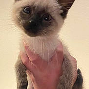 Peeves joined the competition — help win amazing prizes! animal, cat, closeup, curious, cute, ears, face, feline, fur, glasses, hand, holding, indoor, kitten, person, pet, portrait, siamese, whiskers, young
