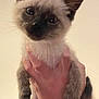 animal, cat, closeup, curious, cute, ears, face, feline, fur, glasses, hand, holding, indoor, kitten, person, pet, portrait, siamese, whiskers, young