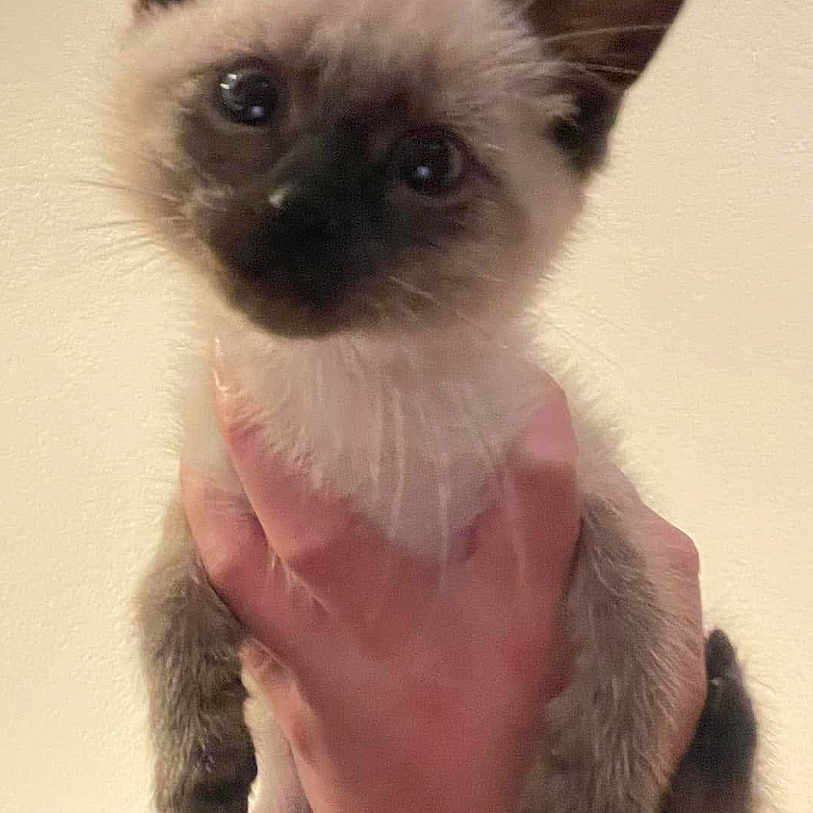 Peeves joined the competition — help win amazing prizes! animal, cat, closeup, curious, cute, ears, face, feline, fur, glasses, hand, holding, indoor, kitten, person, pet, portrait, siamese, whiskers, young