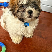 C J joined the competition — help win amazing prizes! puppy, dog, fluffy, brown, white, indoor, wooden_floor, pet_tag, toy, cute, small_dog, fur, animal, pet, companion, playful, adorable, young_dog, domestic_animal, floor