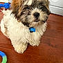 puppy, dog, fluffy, brown, white, indoor, wooden_floor, pet_tag, toy, cute, small_dog, fur, animal, pet, companion, playful, adorable, young_dog, domestic_animal, floor