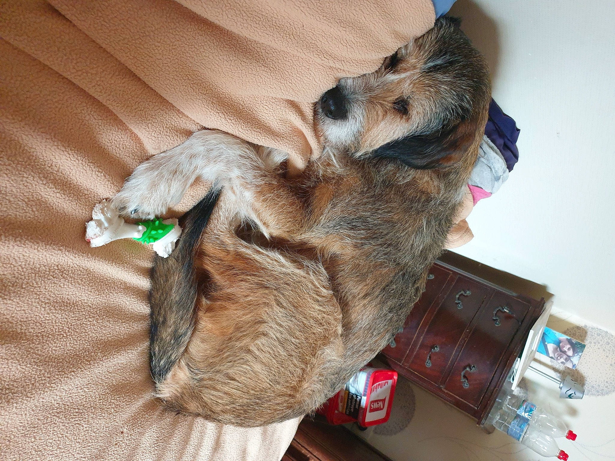 Gaia participe au concours pour gagner de l'argent avec cette photo : box, canidae, carnivore, claw, comfort, companion_dog, dog, dog_breed, domestic_short_haired_cat, fawn, felidae, fur, paw, shipping_box, small_to_medium_sized_cats, snout, sporting_group, tail, whiskers, wood