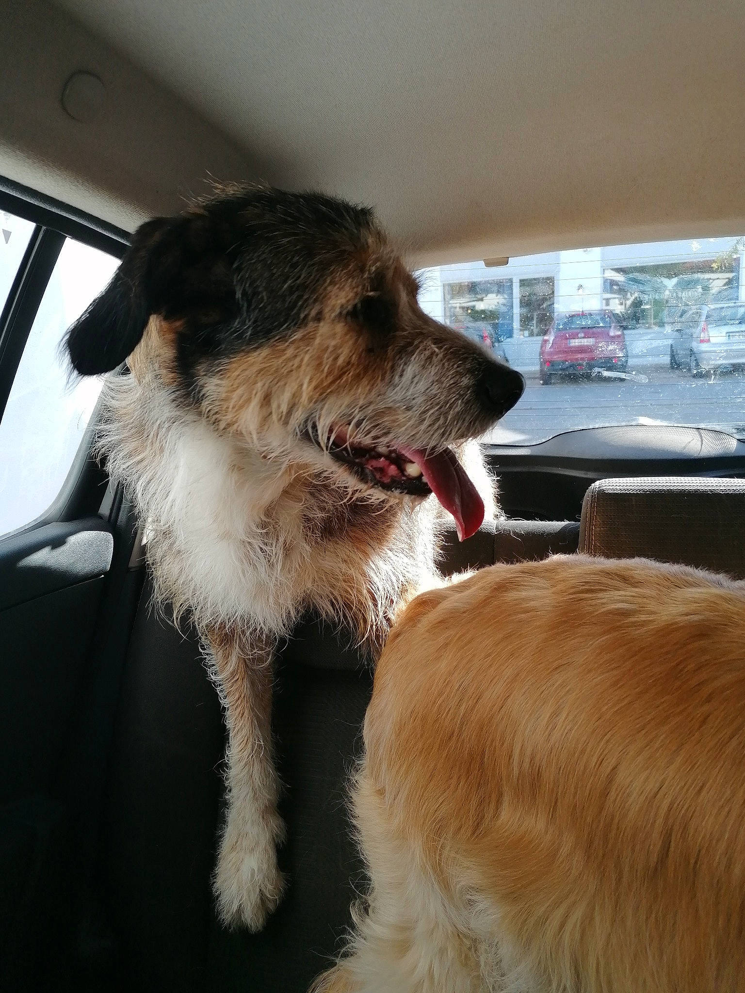 Gaia participe au concours pour gagner de l'argent avec cette photo : canidae, car, carnivore, collar, companion_dog, dog, dog_breed, dog_collar, door, fawn, fur, paw, snout, sporting_group, vehicle, whiskers, window, windshield, working_animal, working_dog