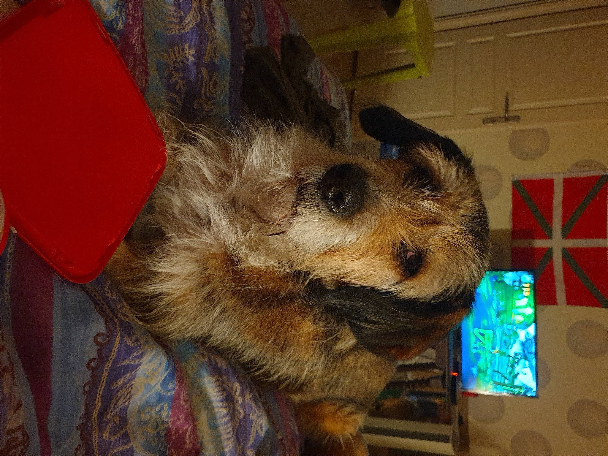 Gaia a rejoint le concours — aidez-le/la à gagner de superbes lots ! carnivore, companion_dog, dog, dog_breed, dog_supply, fur, small_terrier, snout, sporting_group, terrier, toy_dog, whiskers, working_animal