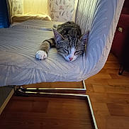 Nala participe au concours pour gagner de l'argent avec cette photo : animal, cat, chair, cozy, domestic, fur, furniture, home, indoor, mammal, paw, pet, quiet, relaxation, resting, sleeping, tabby, texture, white, wooden_floor
