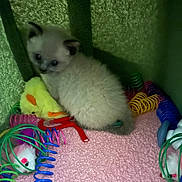 Marshmallow joined the competition — help win amazing prizes! kitten, cat, fluffy, pink, toy, spiral_toy, yellow_duck, green_fabric, soft_texture, pet, animal, cute, small, indoor, playful, young, feline, colorful, cozy, resting