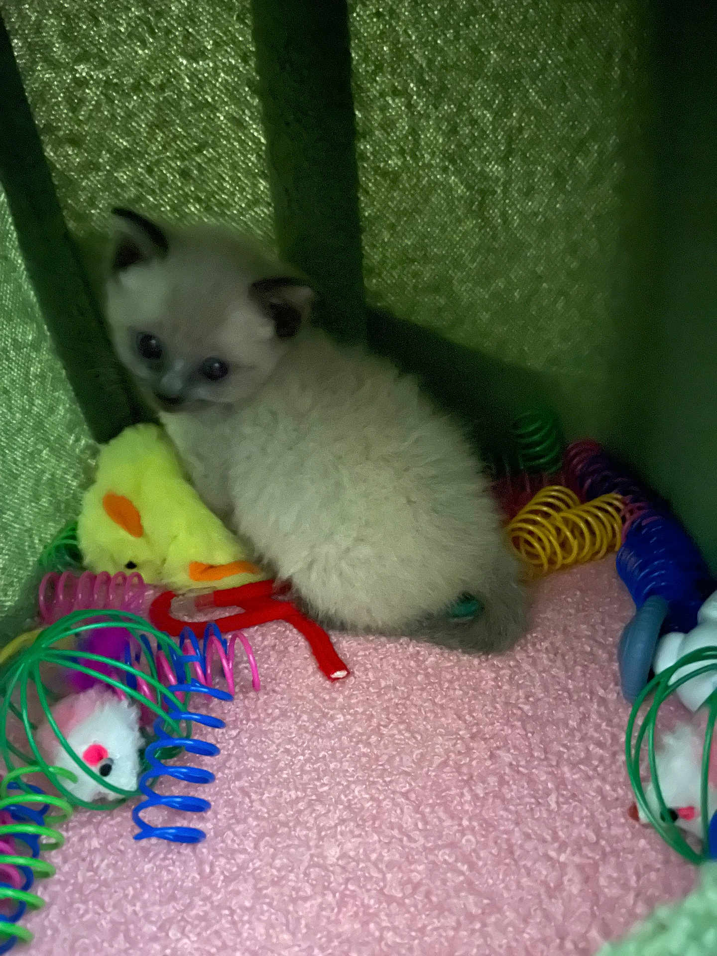 Marshmallow joined the competition — help win amazing prizes! kitten, cat, fluffy, pink, toy, spiral_toy, yellow_duck, green_fabric, soft_texture, pet, animal, cute, small, indoor, playful, young, feline, colorful, cozy, resting